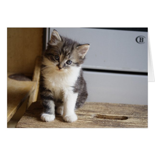 Sweet Tomcat Kitten Hälsningskort (Framsidan Horizontal)