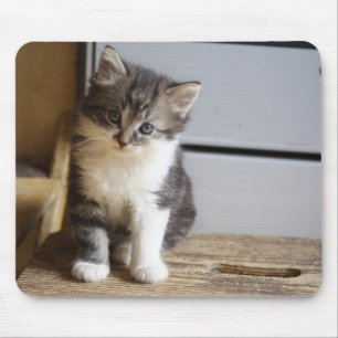 Sweet Tomcat Kitten Musmatta