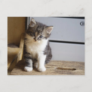 Sweet Tomcat Kitten Vykort