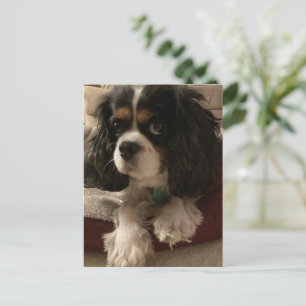 Sweet tri-färg Cavalier Kung Charles Spain Hund Vykort