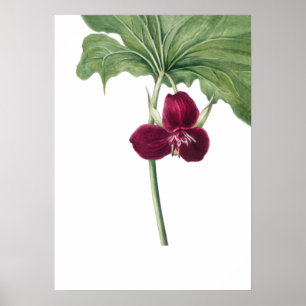 Sweet Trillium Art Print av Mary Vaux Walcott Poster