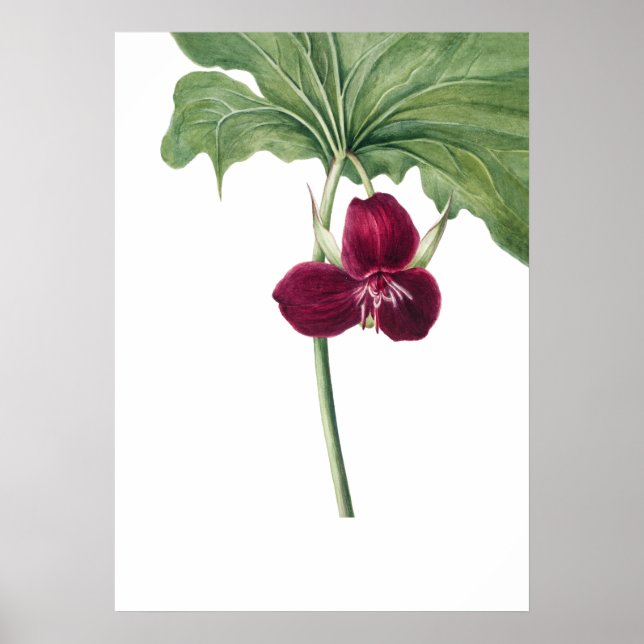 Sweet Trillium Art Print av Mary Vaux Walcott Poster (Framsidan)