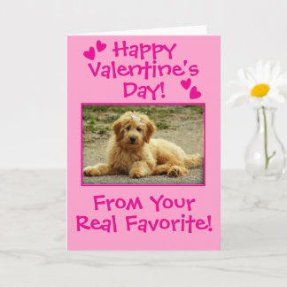 Sweet Valentine's Day From The Dog Photo Card Kort