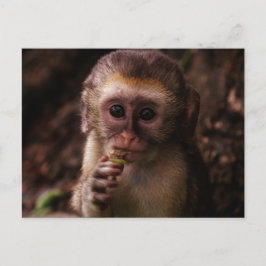 Sweet Vervet Monkey Baby Vykort
