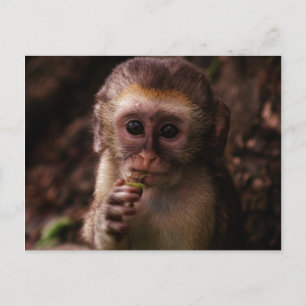Sweet Vervet Monkey Baby Vykort