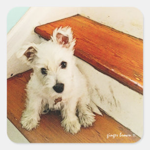 Sweet Westie Puppy Sitta på ett Vintage Step Fyrkantigt Klistermärke