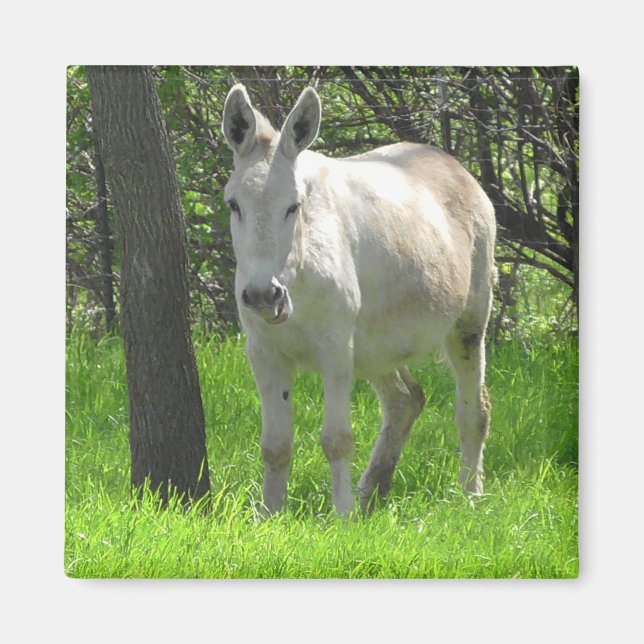 Sweet White Donkey by Träd Photography Magnet (Framsidan)