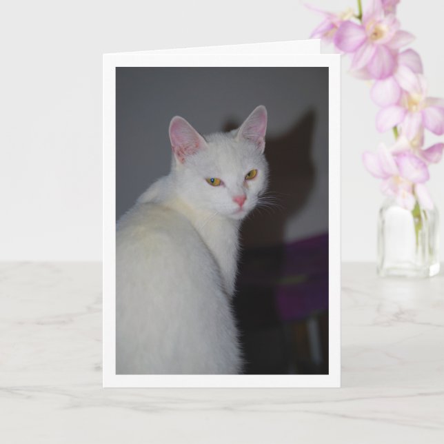 Sweet White Kitten Porträtt Kort (Orkide)