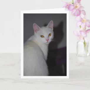 Sweet White Kitten Porträtt Kort