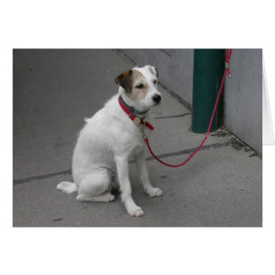 Sweet White Mongrel Hälsningskort