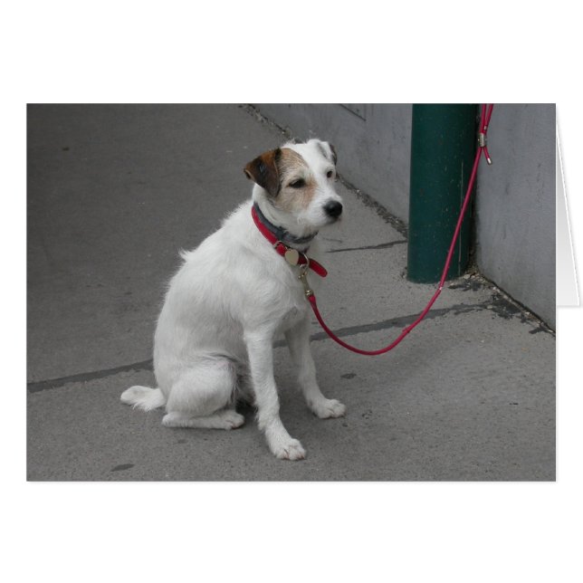 Sweet White Mongrel Hälsningskort (Framsidan Horizontal)