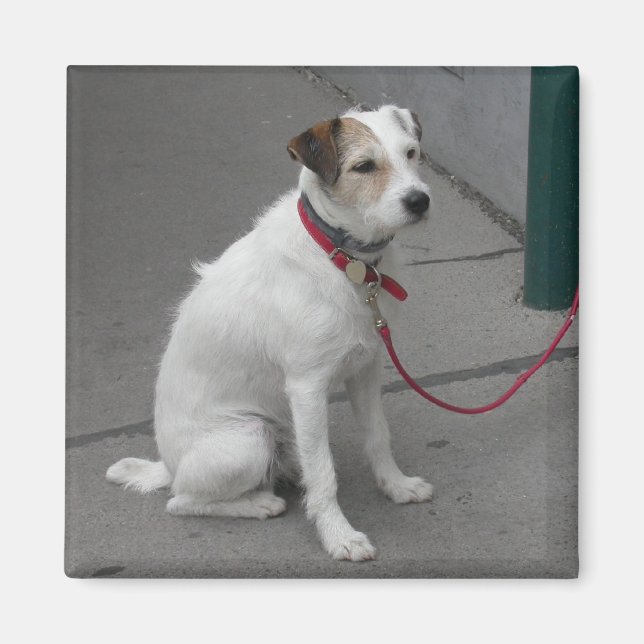 Sweet White Mongrel Magnet (Framsidan)