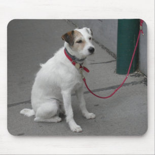 Sweet White Mongrel Musmatta