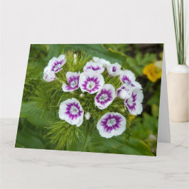 Sweet William Flower Kort