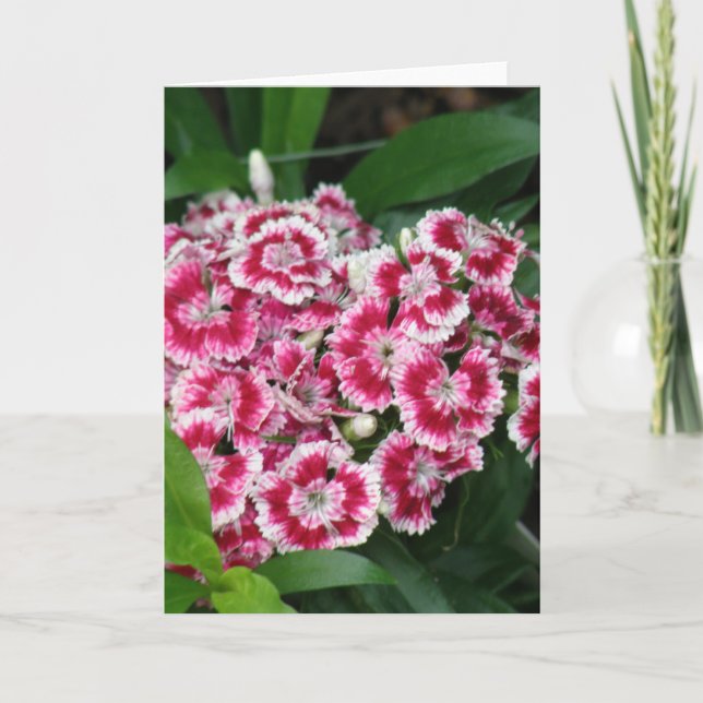 Sweet William Flowers Greeting Card Kort (Framsida)