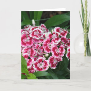 Sweet William Flowers Greeting Card Kort