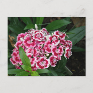 Sweet William Flowers vycard Vykort
