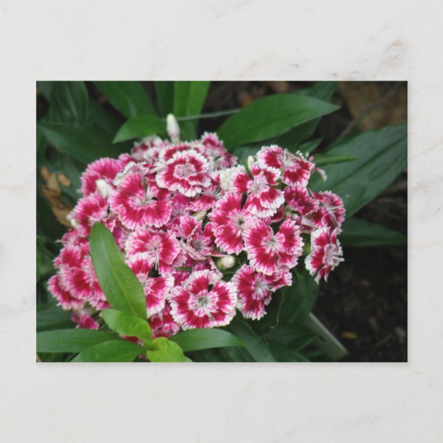 Sweet William Flowers vycard Vykort (Framsida)