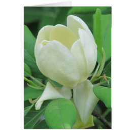 Sweetbay Magnolia Hälsningskort