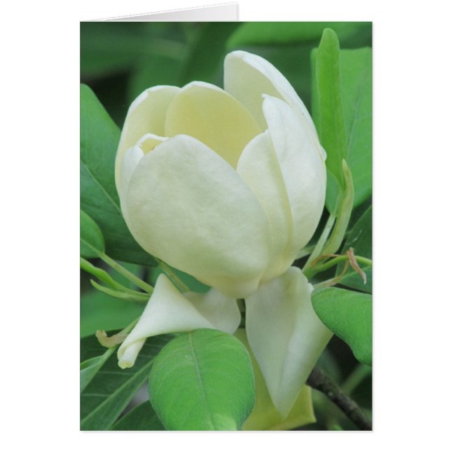 Sweetbay Magnolia Hälsningskort (Framsidan)