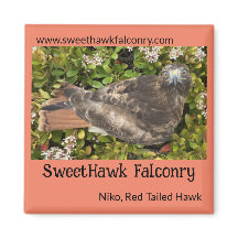 SweetHawk Falconry Niko Red-Tails Hawk 2x2 Magnet