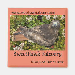 SweetHawk Falconry Niko Red-Tails Hawk 2x2 Magnet