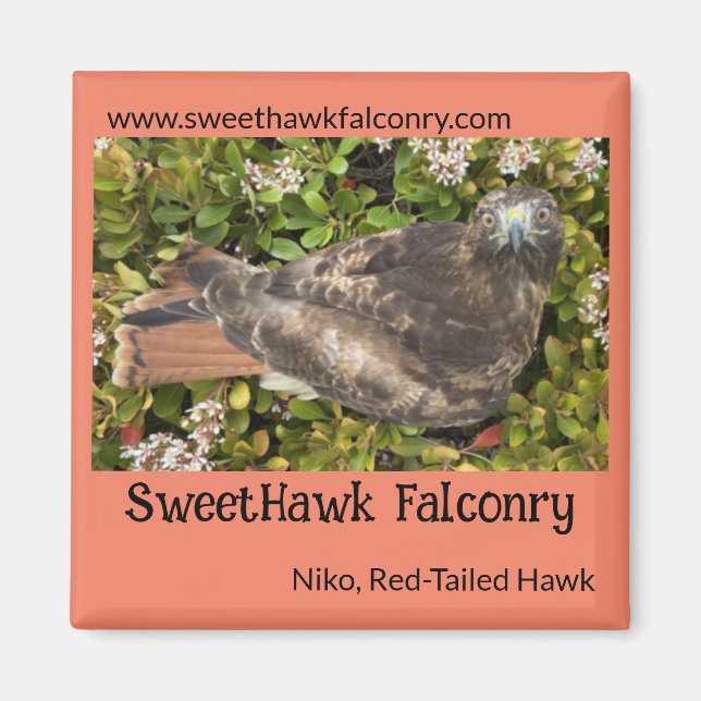 SweetHawk Falconry Niko Red-Tails Hawk 2x2 Magnet (Framsidan)