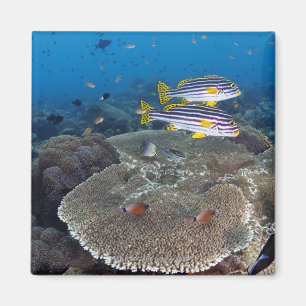 Sweetlip fisk magnet