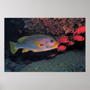 Sweetlips and Bigeyes Poster