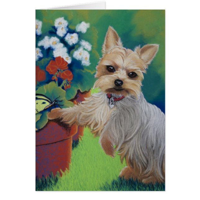 Sweetness Yorkie OBS Kort (Framsidan)