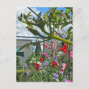 Sweetpea Gala Postkort Vykort