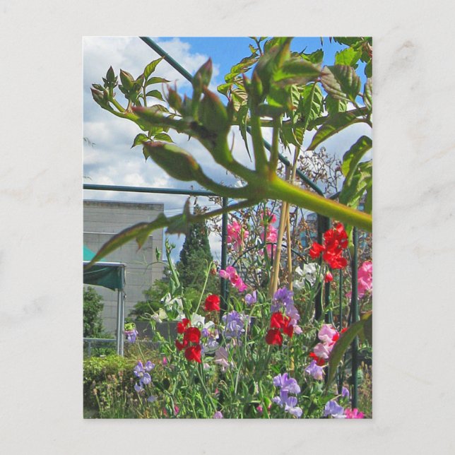 Sweetpea Gala Postkort Vykort (Framsida)