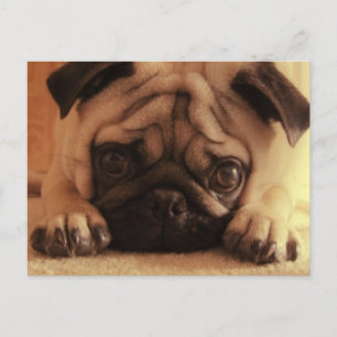 SweetPea Pugs Vintage Postcard Vykort