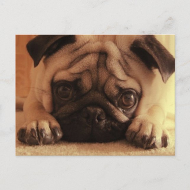 SweetPea Pugs Vintage Postcard Vykort (Framsida)