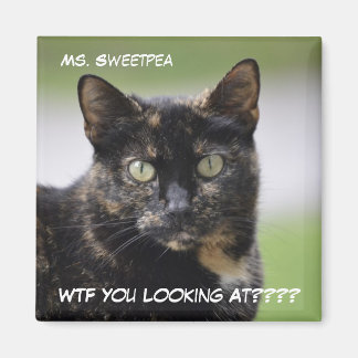 Sweetpea the Tortie Magnet