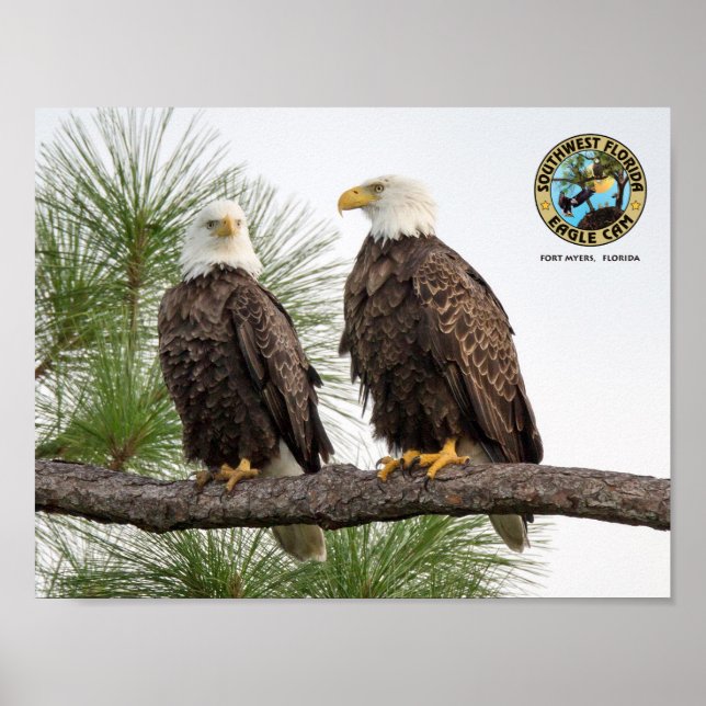 SWFL Eagle Cam Wall Poster (Framsidan)