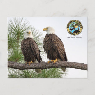 SWFLEagleCam-vykort Vykort