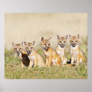 Swift Fox (Vulpes macrotis) ung vid den inbrott, 2 Poster
