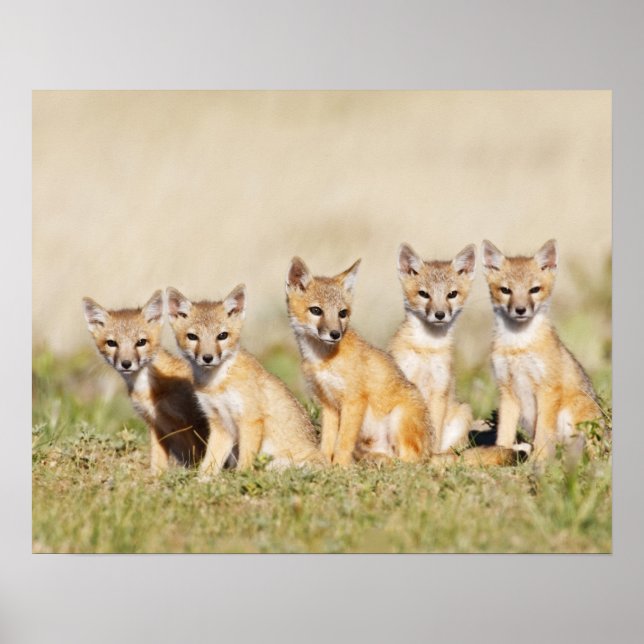 Swift Fox (Vulpes macrotis) ung vid den inbrott, 2 Poster (Framsidan)