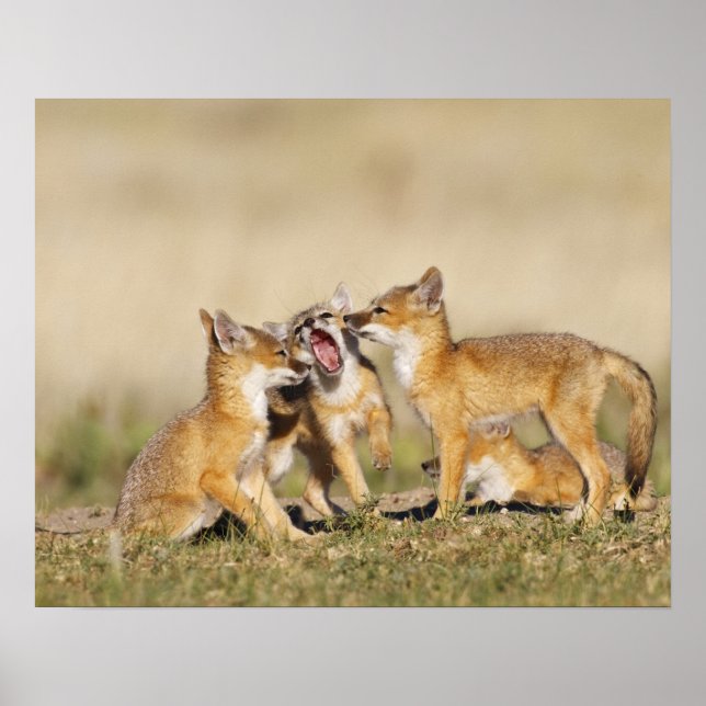 Swift Fox (Vulpes macrotis) unge vid den inbrott. Poster (Framsidan)