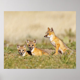 Swift Fox (Vulpes macrotis) unge vid inbrott, 5 Poster