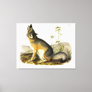 Swift Fox (Vulpes Velox) från Audubon's Quadrupeds Canvastryck