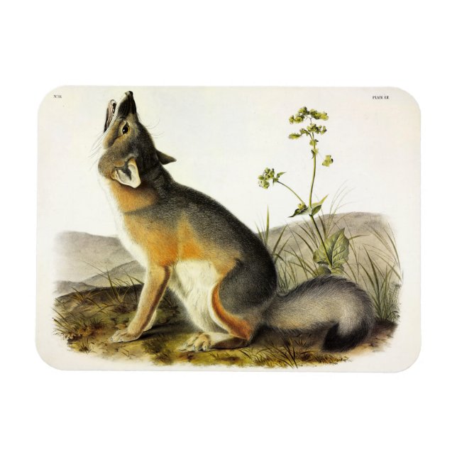 Swift Fox (Vulpes Velox) från Audubon's Quadrupeds Magnet (Horisontell)