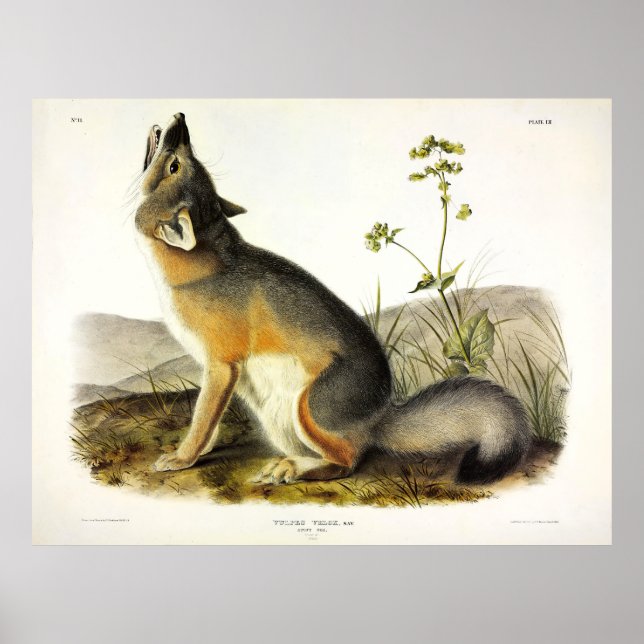 Swift Fox (Vulpes Velox) från Audubon's Quadrupeds Poster (Framsidan)