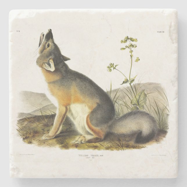 Swift Fox (Vulpes Velox) från Audubon's Quadrupeds Stenunderlägg (Framsidan)