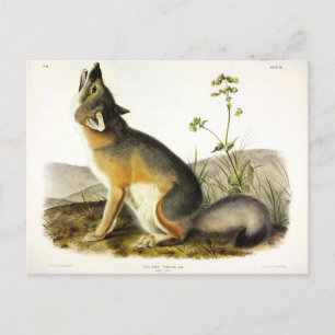 Swift Fox (Vulpes Velox) från Audubon's Quadrupeds Vykort