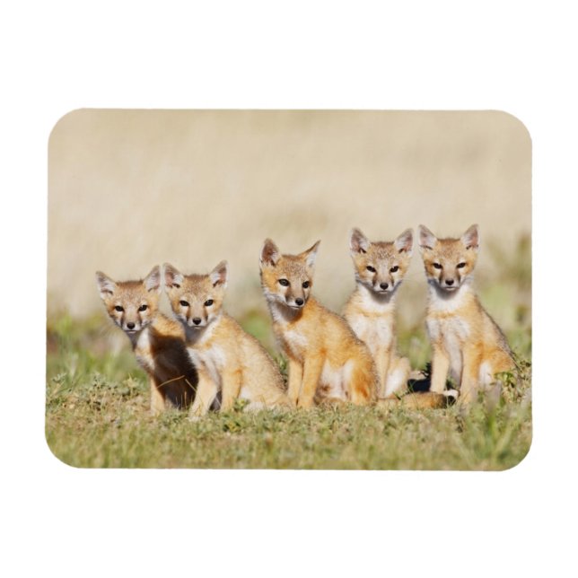 Swift räv (Vulpes macrotis) ung vid gryt, 2 Magnet (Horisontell)