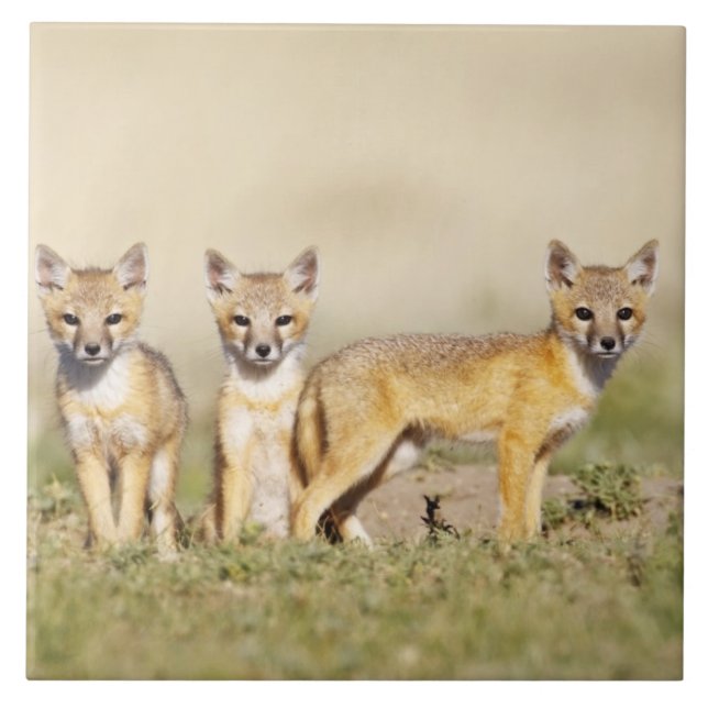 Swift räv (Vulpes macrotis) ung vid gryt, 3 Kakelplatta (Framsidan)