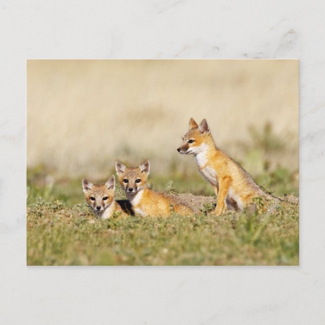 Swift räv (Vulpes macrotis) ung vid lycklat bo, 5 Vykort (Framsida)