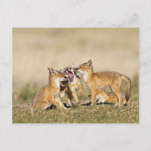 Swift räv (Vulpes macrotis) ung vid lycklat bo, Vykort